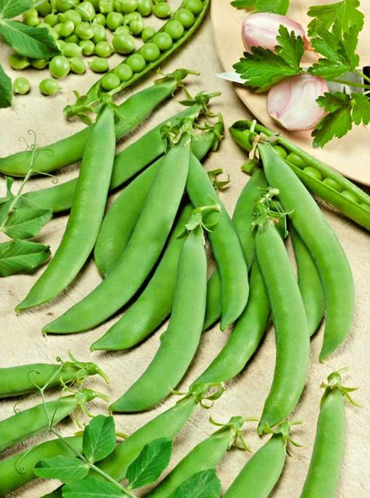 240+ OREGON SUGAR POD II PEA SEEDS ——— HEIRLOOM – NON-GMO – SWEET & CRISP