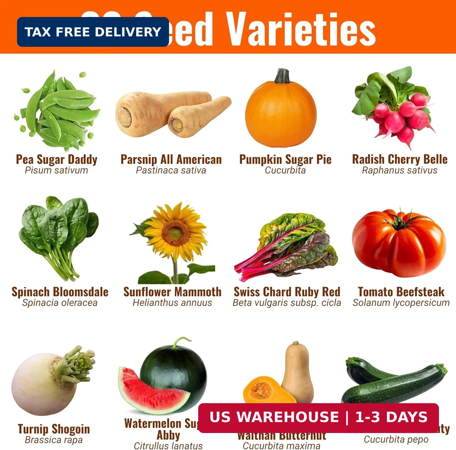 Vegetable & Fruit Seeds | 32 Individual Packs | 2026 Season | Non-GMO, High Yiel