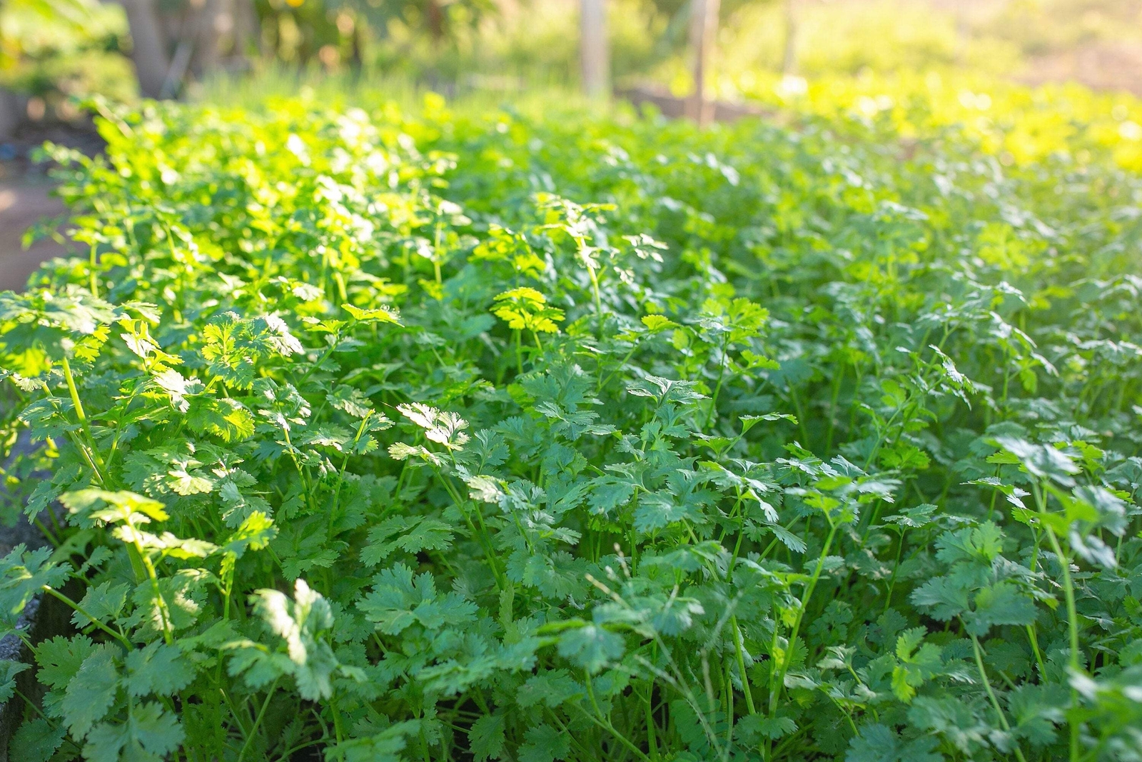 25 Organic DWARF LEMON CILANTRO Coriander Spice Coriandrum Sativum Herb Seeds