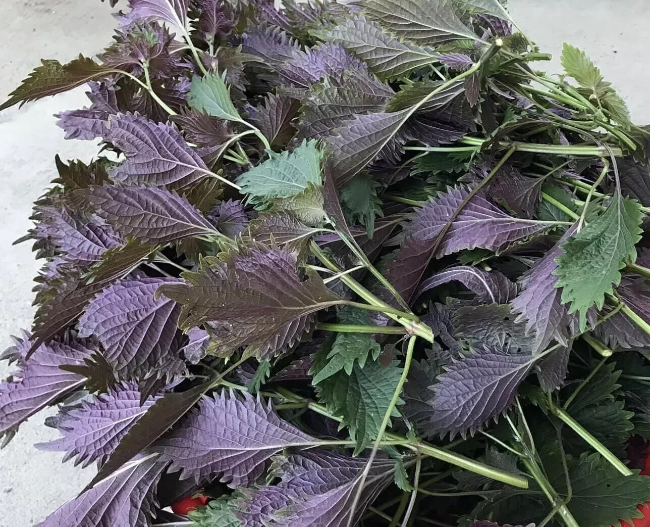 Shiso – Perilla 150 seeds 2024 – USA
