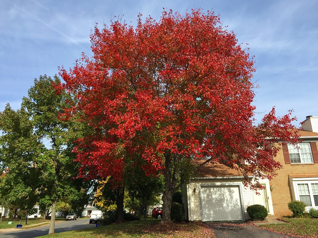 Northern Red Maple Tree | Premium Seeds | Acer rubrum ‘Fall’ | Plants’®