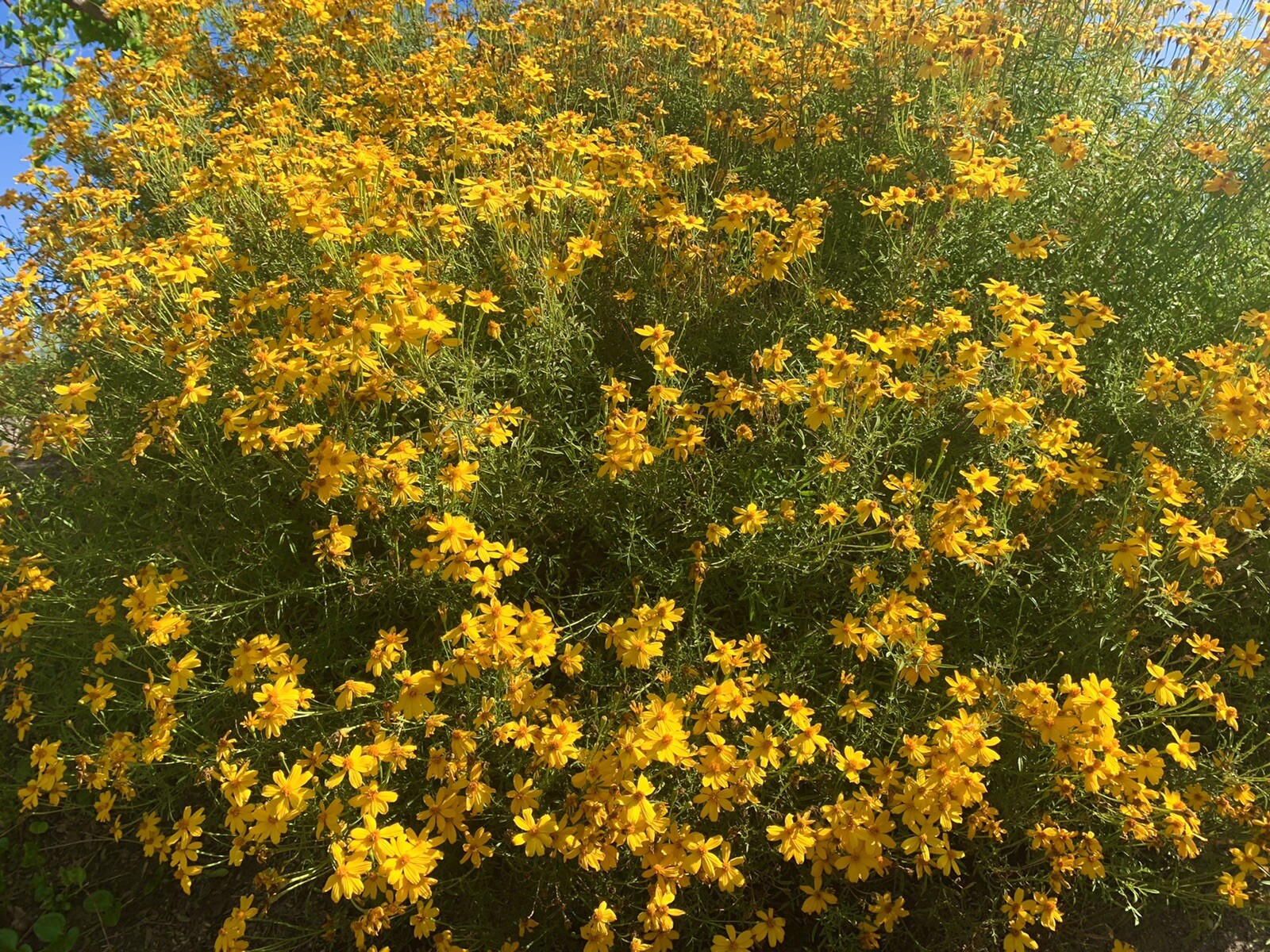 Mexican Marigold, Lemmon’s Marigold, Copper Canyon Daisy – 100+ seeds 2023 – USA