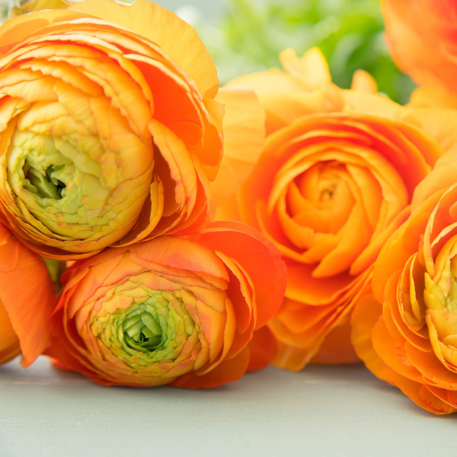 Ranunculus Buttercup Gold 10 Flower Bulbs – Spring Orange-Yellow Blooms in Sun