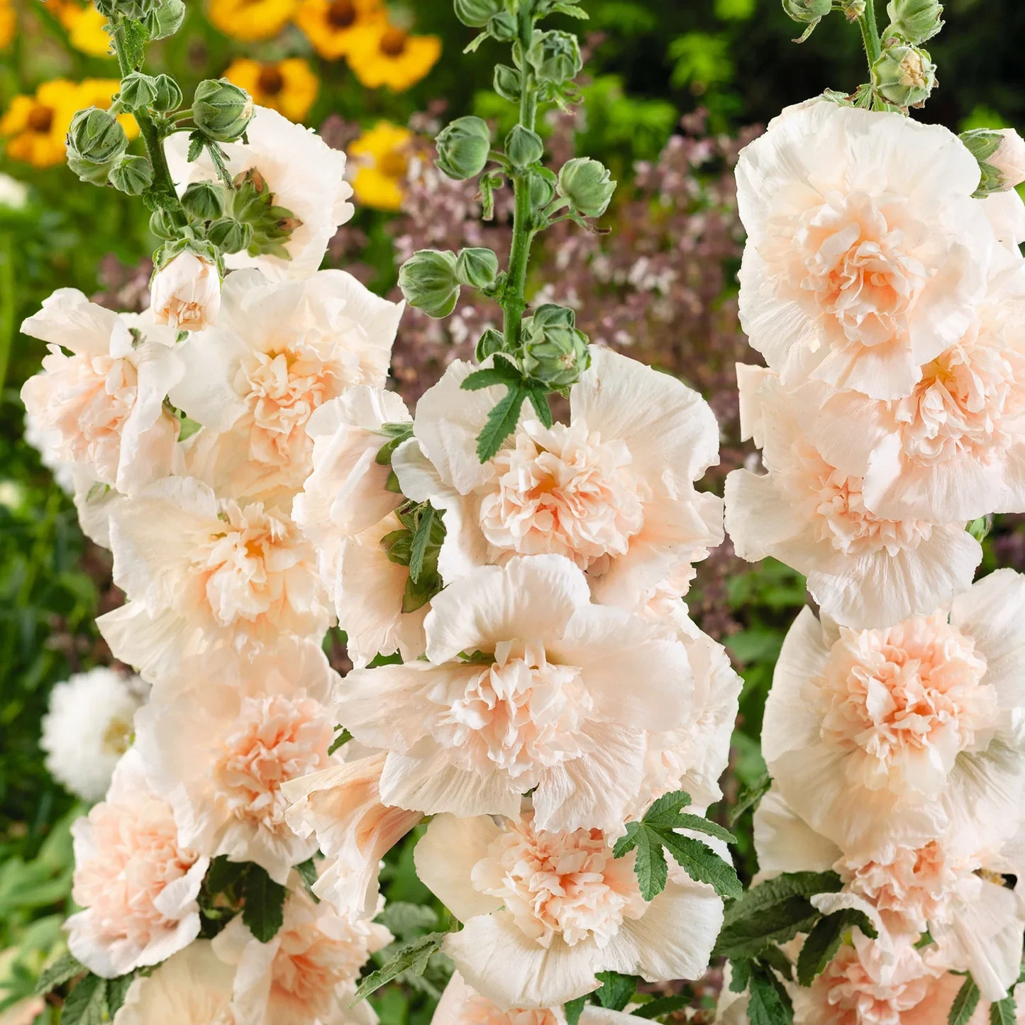 25 Heirloom Hollyhock Seeds Majorette Double Champagne non-GMO *1st Year Bloom*