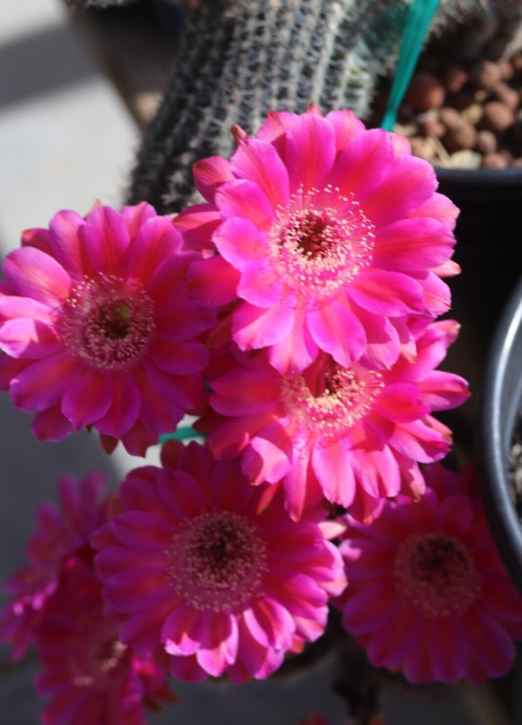 Echinopsis hybrid ‘Red Cap’