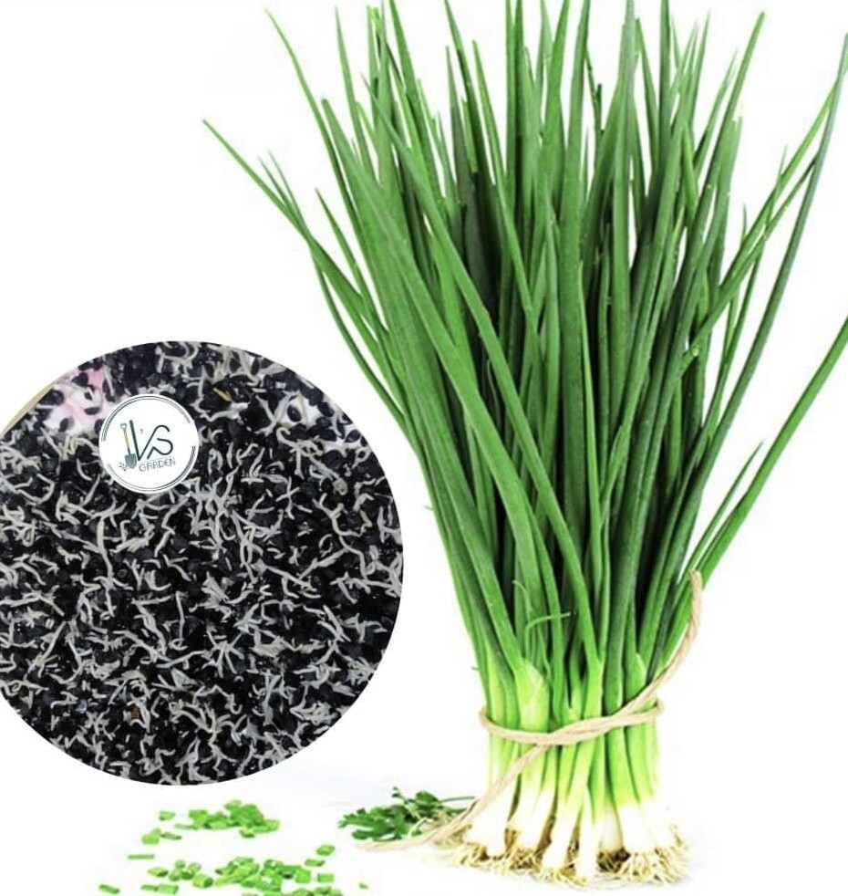 WHITE BUNCHING ONION SEEDS, HÀNH LÁ, 蔥