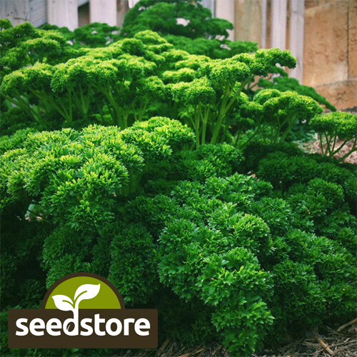 Triple Curled Parsley Seeds | Heirloom – Non-GMO | Free Shipping | 1134