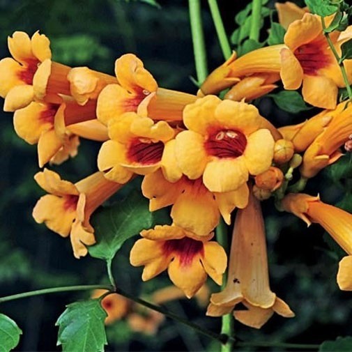Campsis radicans Flava | Yellow Trumpet Vine | 20_seeds