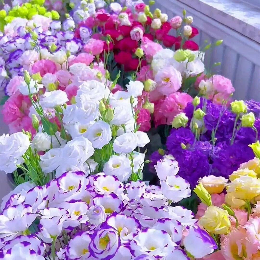 Lisianthus Seeds Pack of 1000+ Mixed Color Eustoma Grandiflorum Seeds Flower …