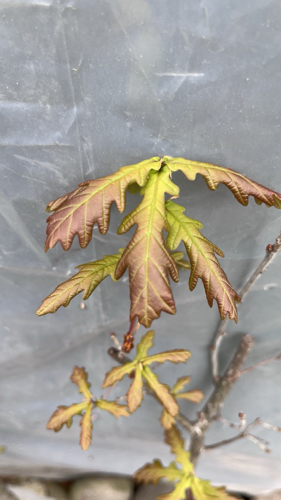 3 ft tall 3 year old Quercus robur Fastigiata , Columnar English Oak, bare root