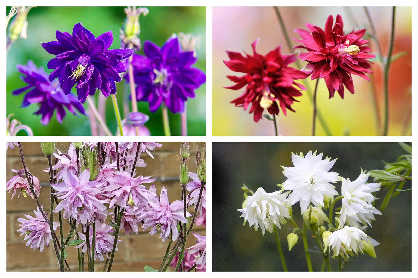 100 Mixed TALL DOUBLE COLUMBINE Aquilegia Vulgaris Red Pink Purple Flower Seeds