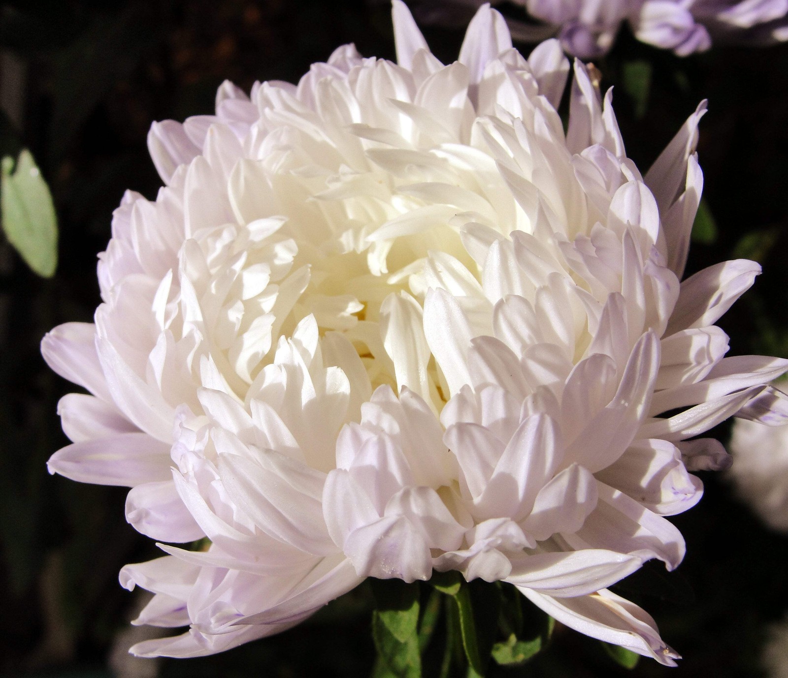 30 MIXED PAEONY ASTER Callistephus Peony Red Pink Blue Purple + Flower Seeds