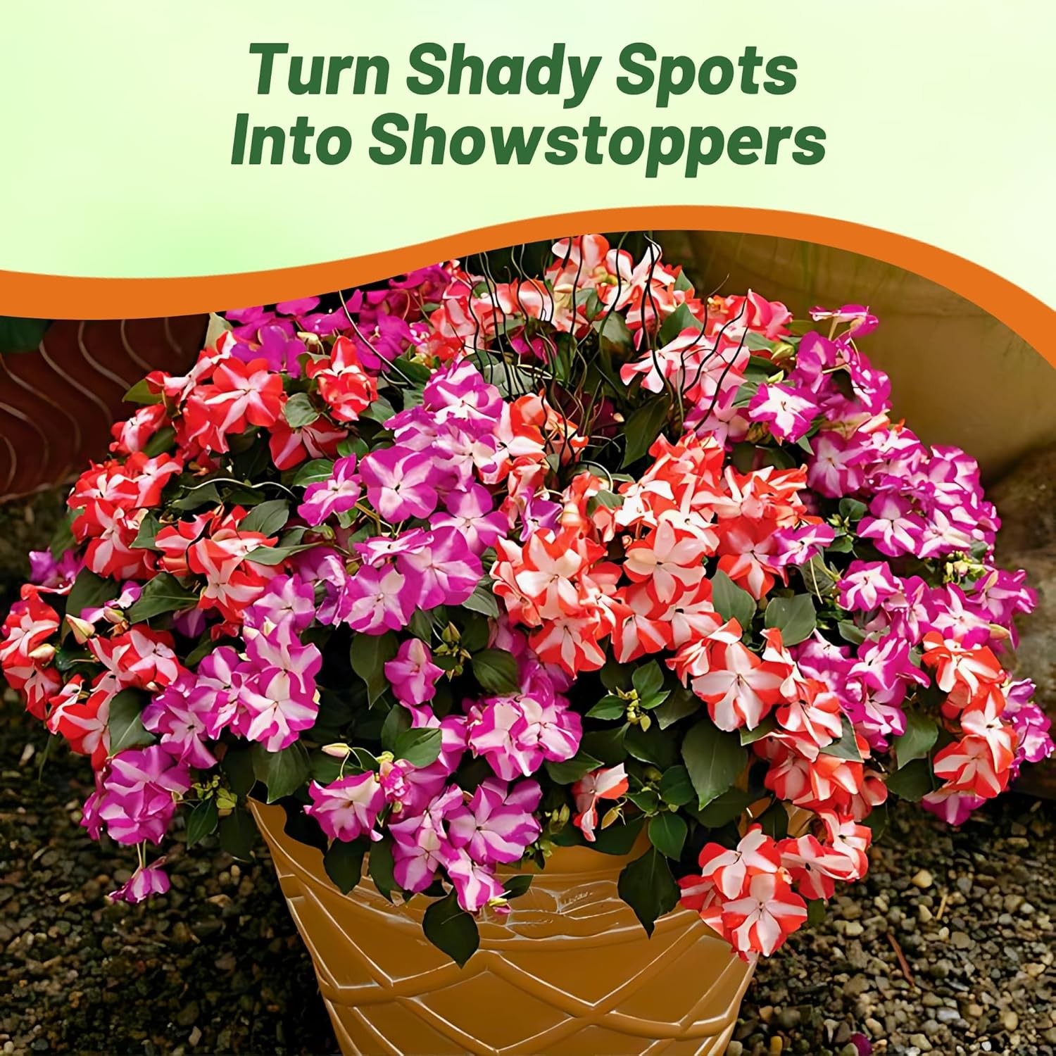 200 Seeds Impatiens Walleriana Accent Star Mix- Impatiens Seeds