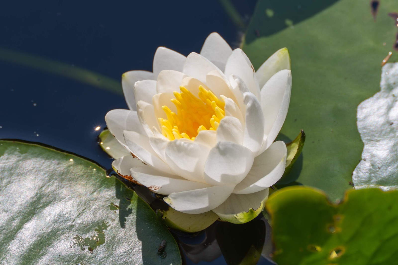 10 WHITE WATER LILY Pad Nymphaea Ampla Asian Lotus Flower Pond Seeds *Comb S/H