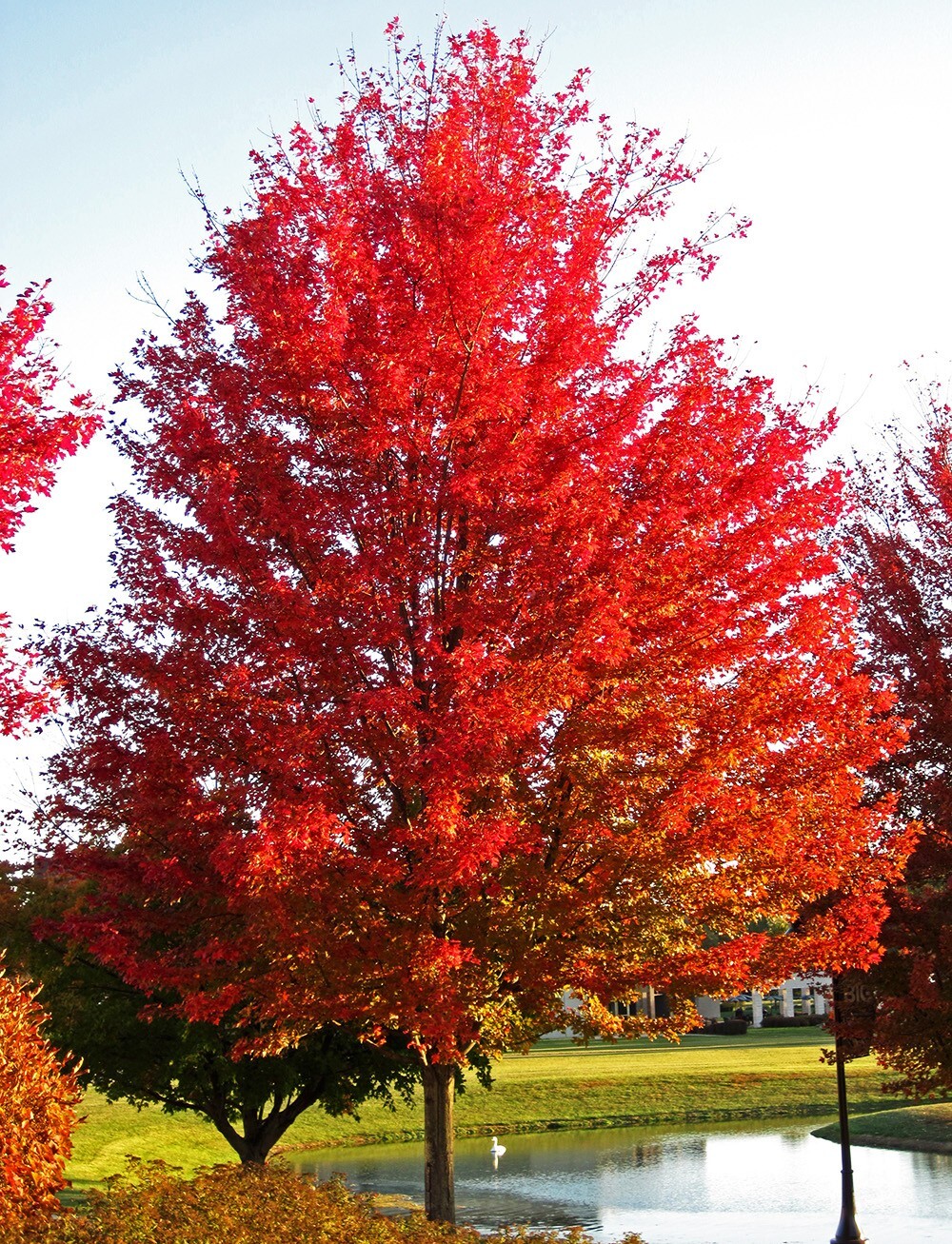 Southern Red Maple Tree | Premium Seeds | Acer rubrum ‘Summer’ | Plants’®