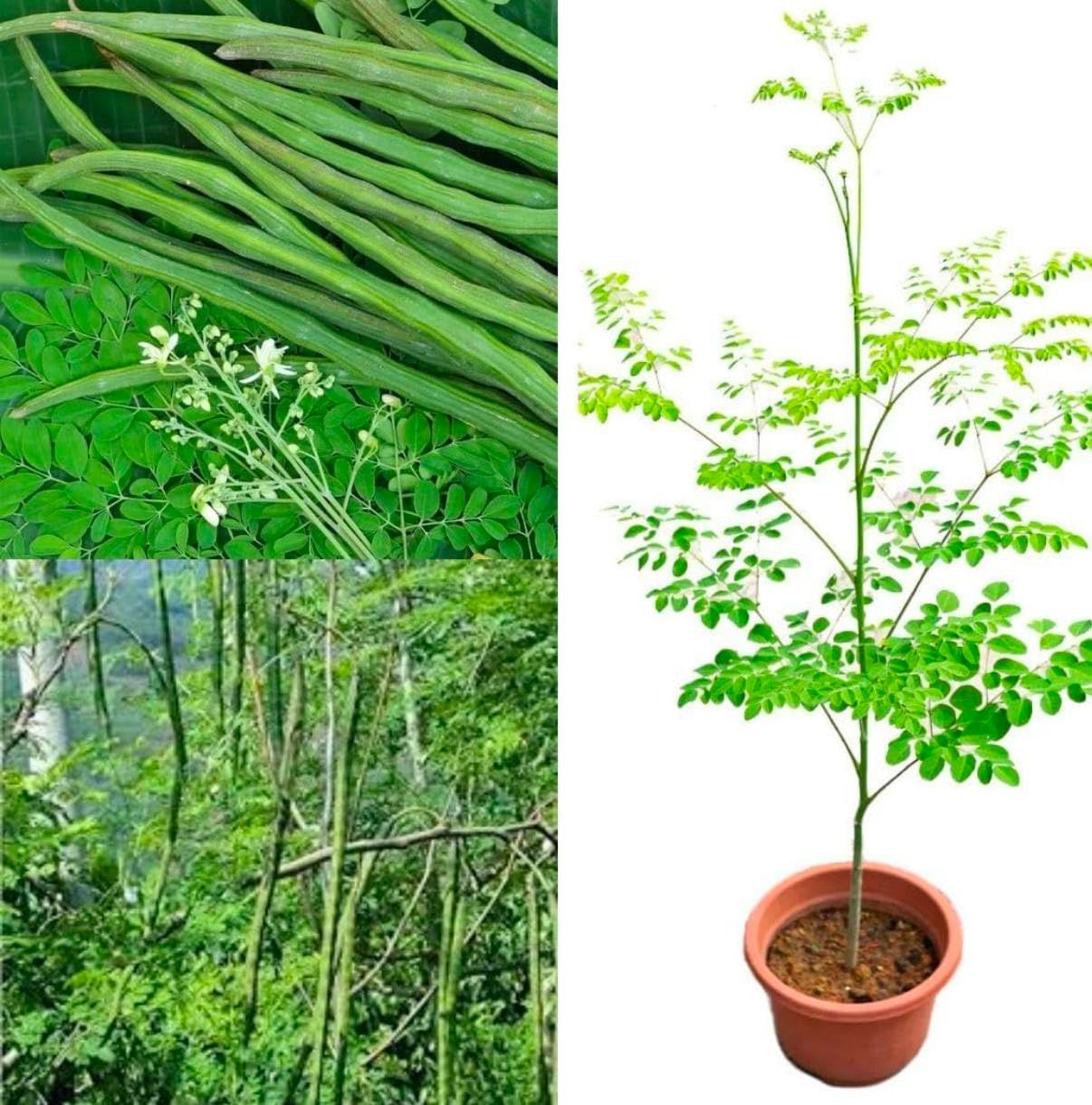 100 Moringa Seeds for Planting | Premium Germination | Malunggay Seeds, PKM1
