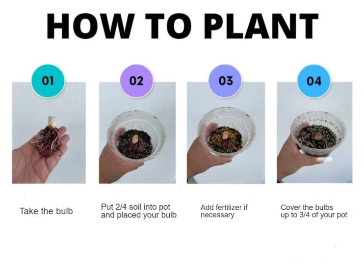 AUTHENTIC Colocasia Blue Velvet 1 bulbs