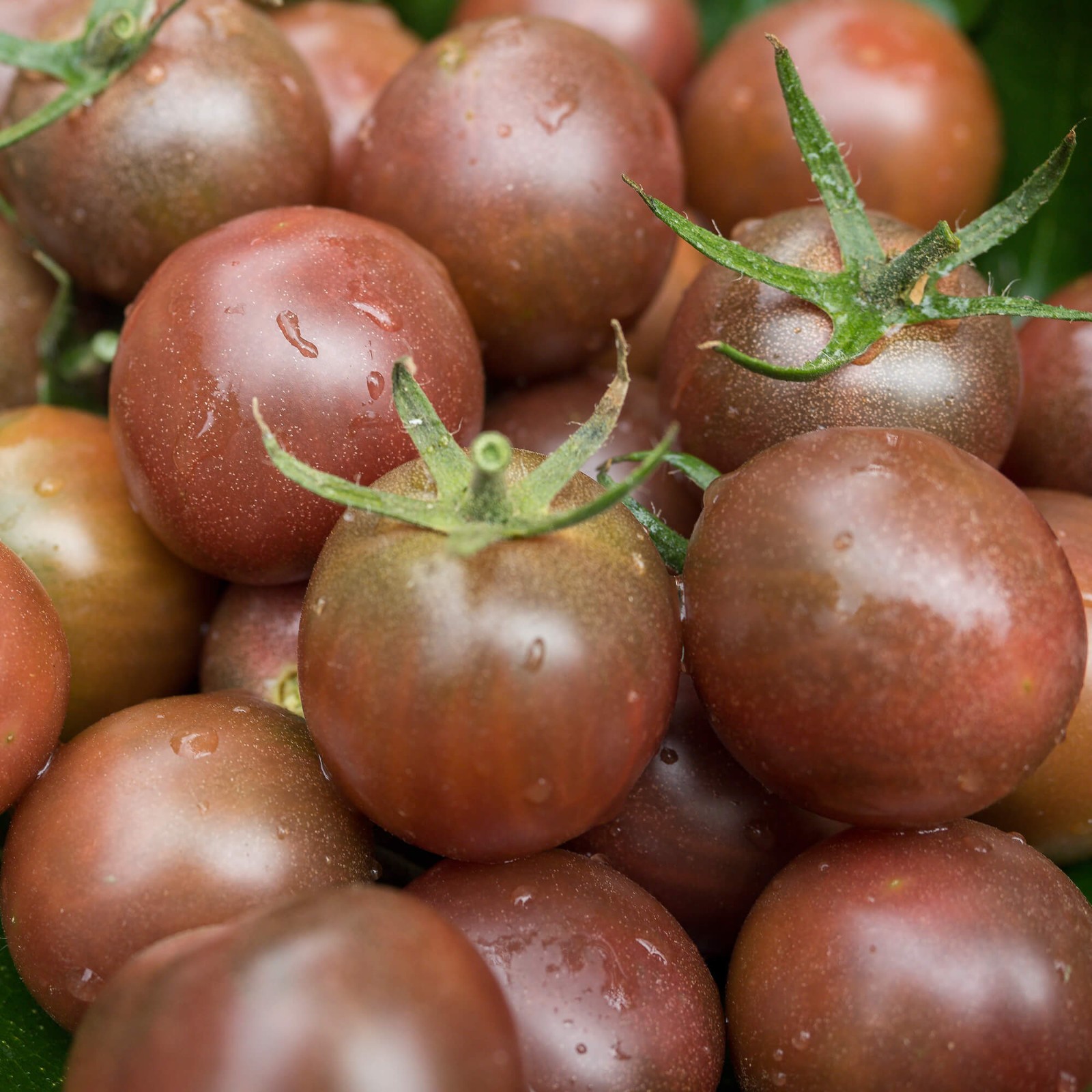Chocolate Cherry Tomato Seeds | Heirloom / Non-GMO | Free Ship | 1302
