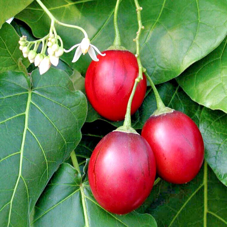 Tamarillo Tree Tomato Seeds Yields 60+lbs of Garden Fruit! Fast Growing Plant
