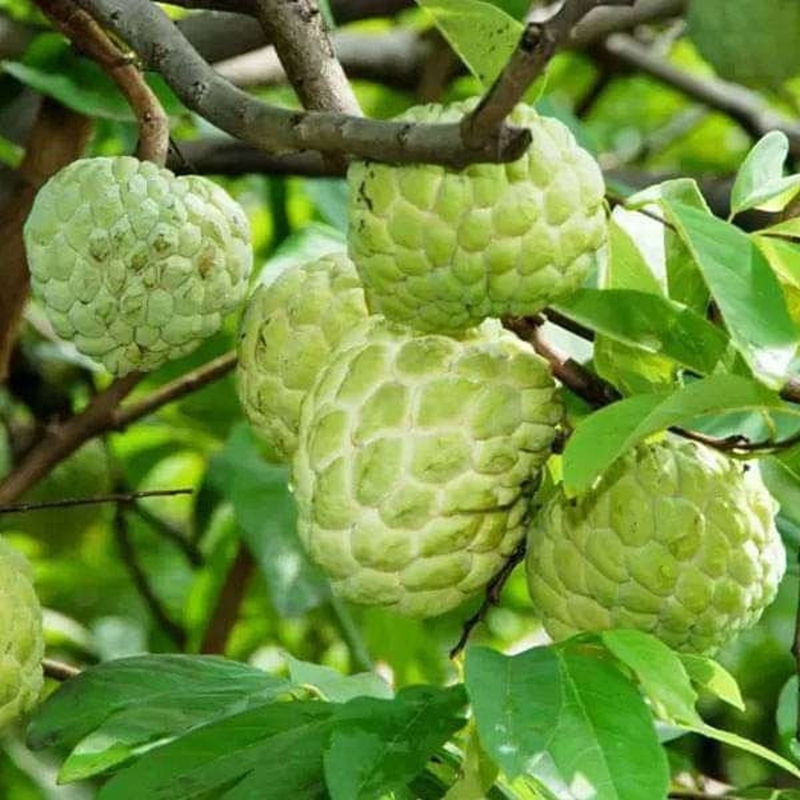 Custard Sugar Apple Fruit Tree Seeds Sweetsop Annona Squamosa Sweet – 50 seeds