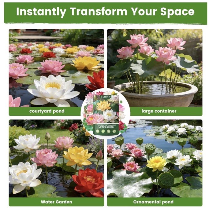 FRUiviTY Lotus Seeds 60+ Mixed Colors Nelumbo Fragrant Perennial Indoor/Out