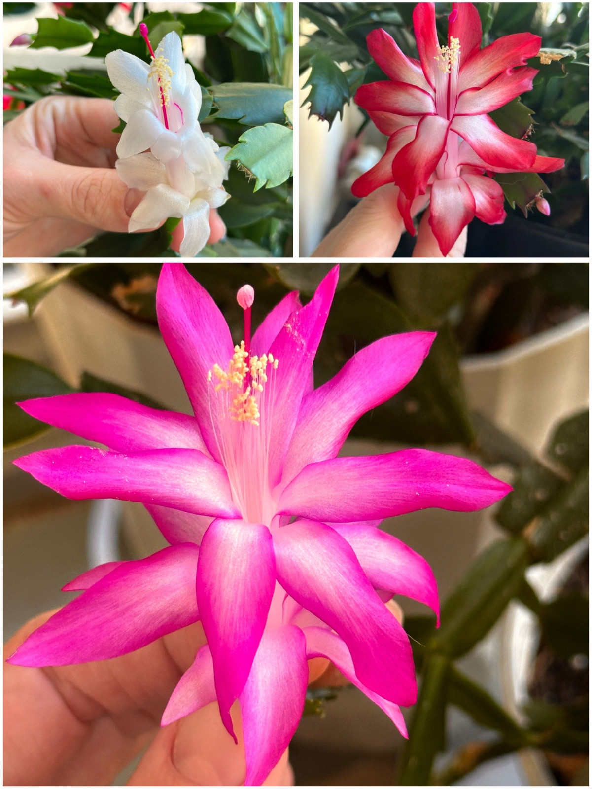 Three triple segments of Schlumbergera. White, pink, red.