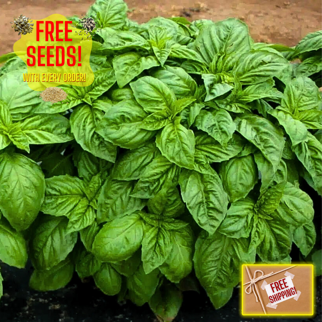 Fresh Italian Large Leaf Basil | Heirloom Non-GMO | Herb Seeds