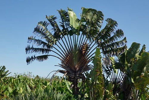 Ravenala madagascariensis | Traveller’s Palm | 5 Seeds