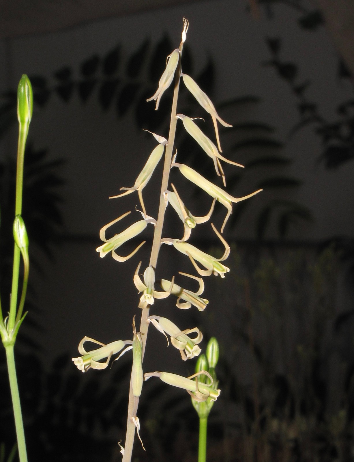 Dipcadi sp. Rare Madagascar bulb 3x