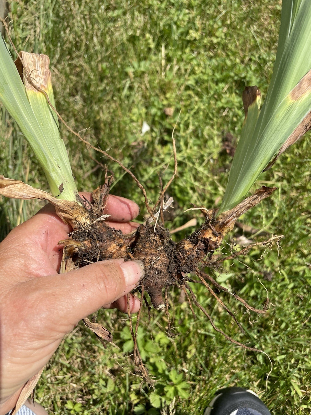 4 Pale Yellow Iris Talk Multi Blooming Rhizomes Bulbs Deer Resistant Easy Grower