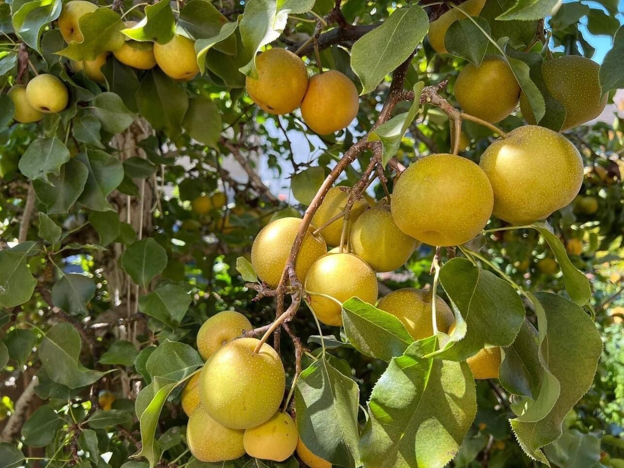 Asian Pear, Japanese Pear, Korean Pear, Pyrus Pyrifolia – 10 Seeds 2025 – USA