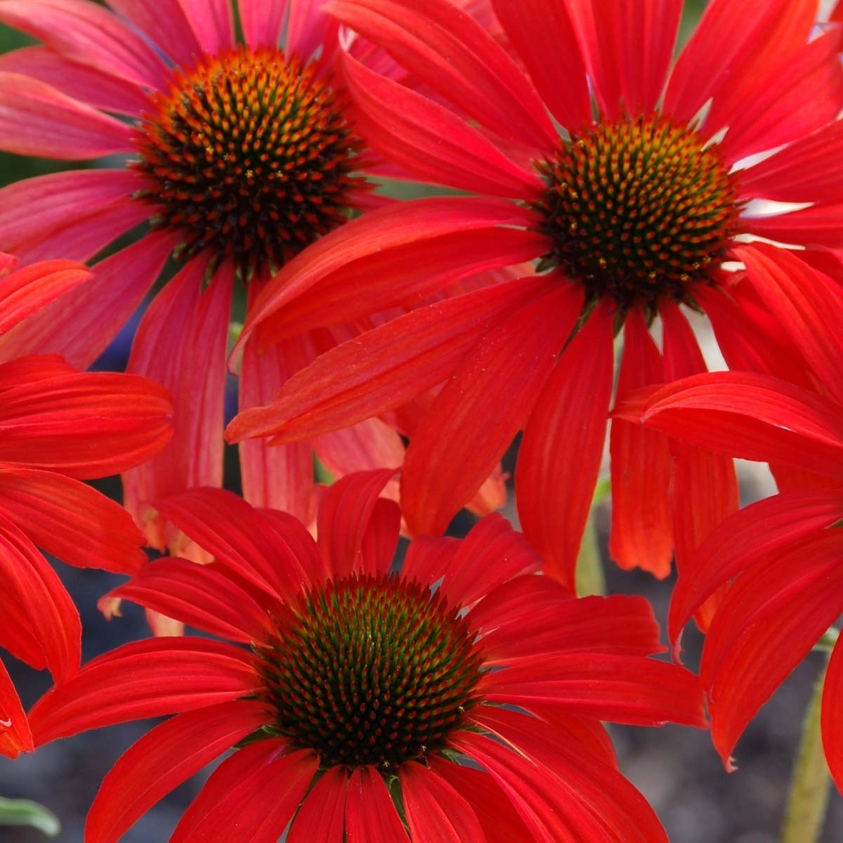 50 Fire Red Coneflower Seeds Echinacea Perennial Seed Flowers US SELLER