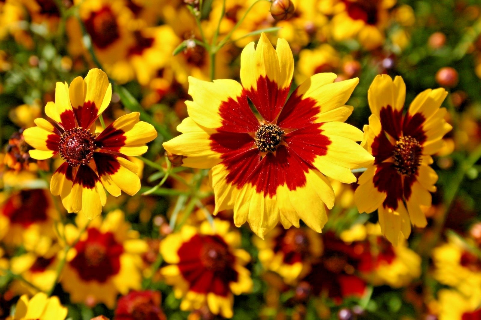 1001+PLAINS COREOPSIS Seeds Native Wildflower Drought Heat Pollinators Tickseed