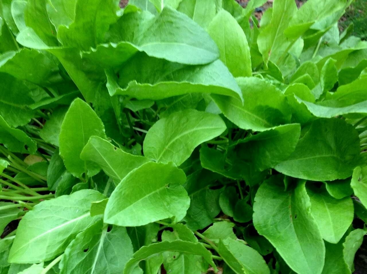 (Xplosionseeds )LARGE LEAF SORREL SEEDS 400+ Perennial FREE SHIPPING
