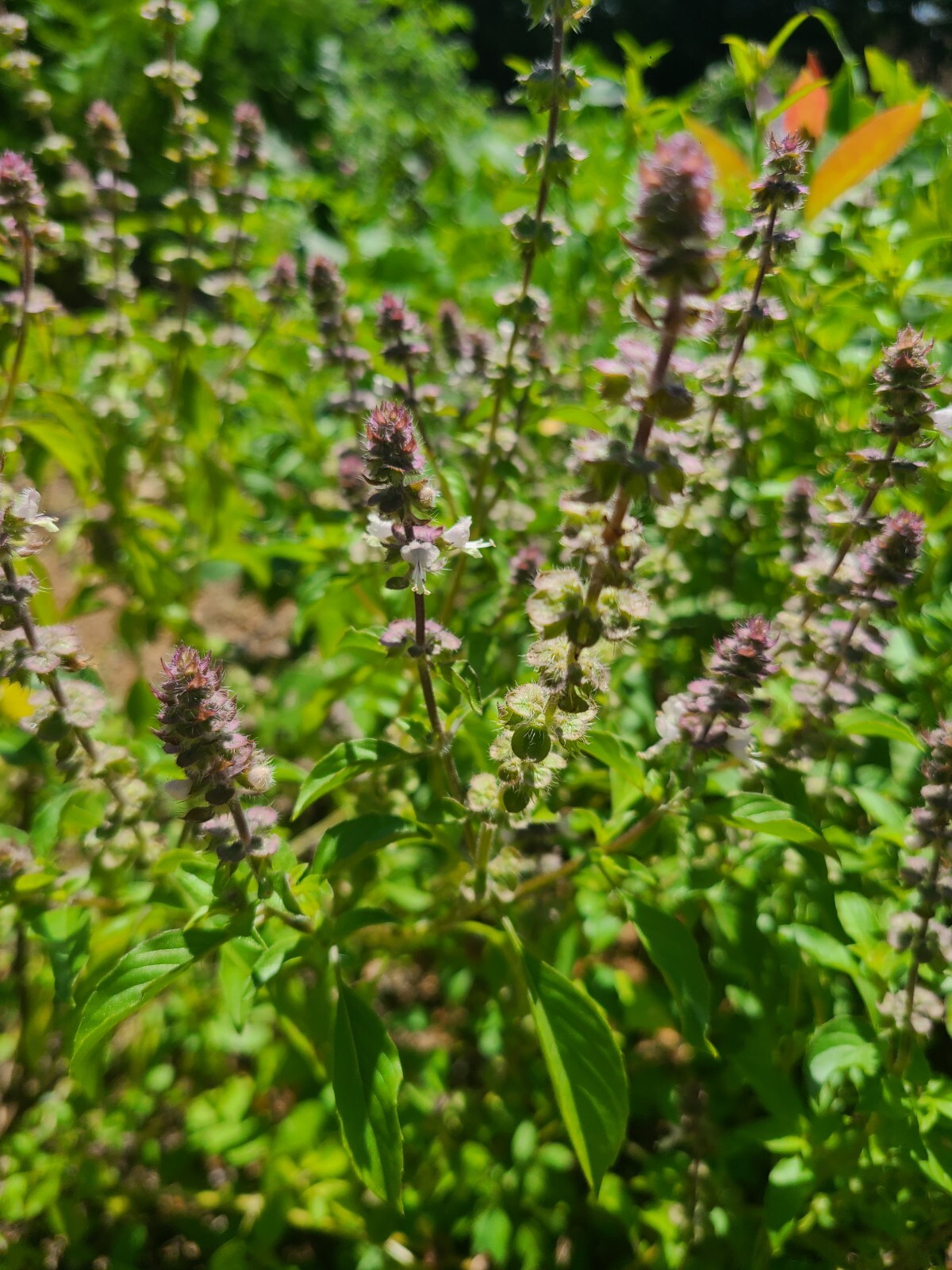 200 Count Holy Basil Seeds | Ocimum tenuiflorum| Tisane Tea | Herb