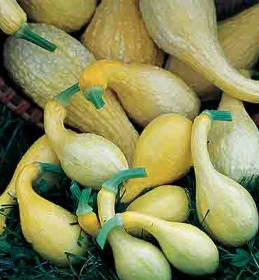 Early Golden Crookneck Summer Squash Seeds – 25 Seeds