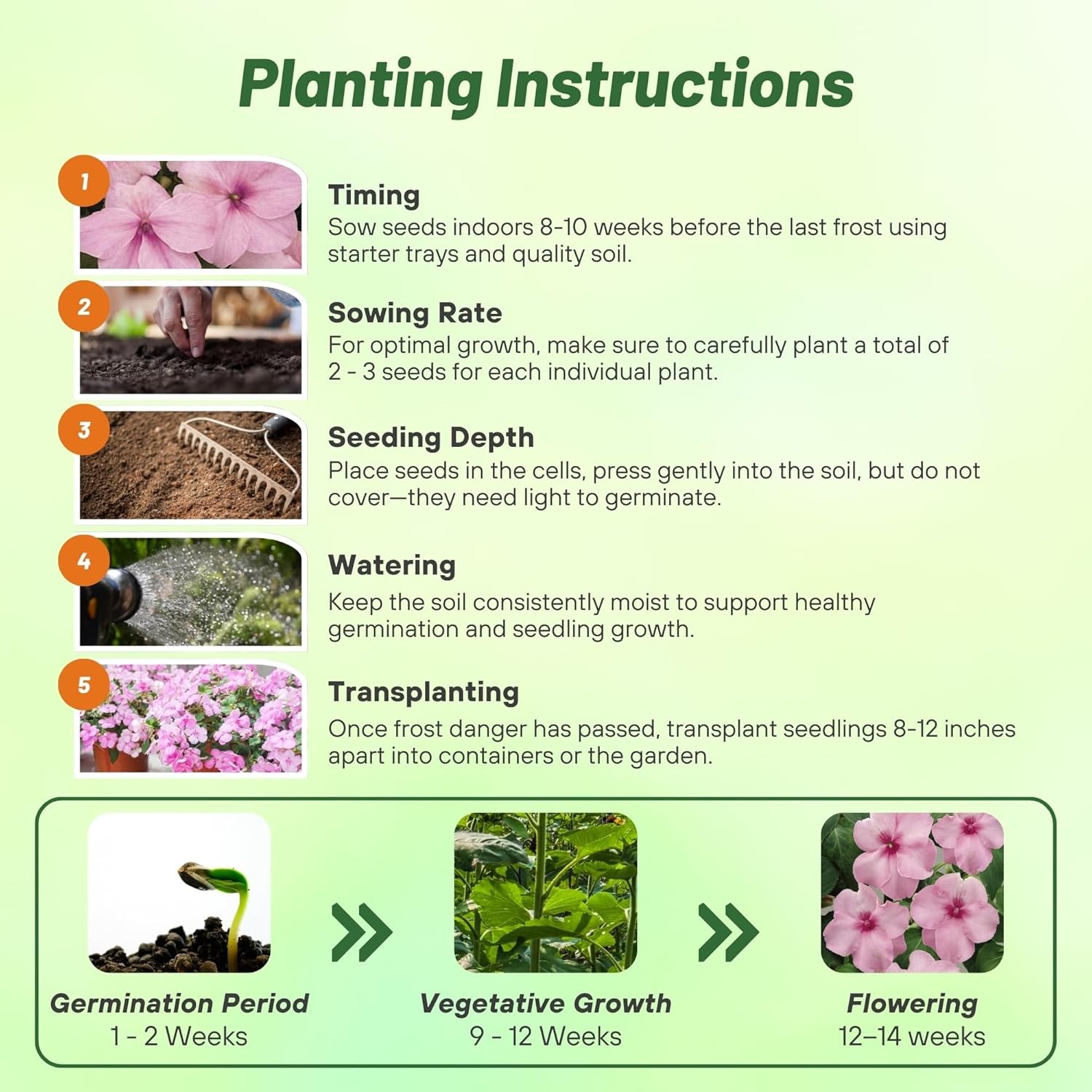 2000 Seeds Impatiens Seed – Impatiens Walleriana Baby Pink Flower Seeds