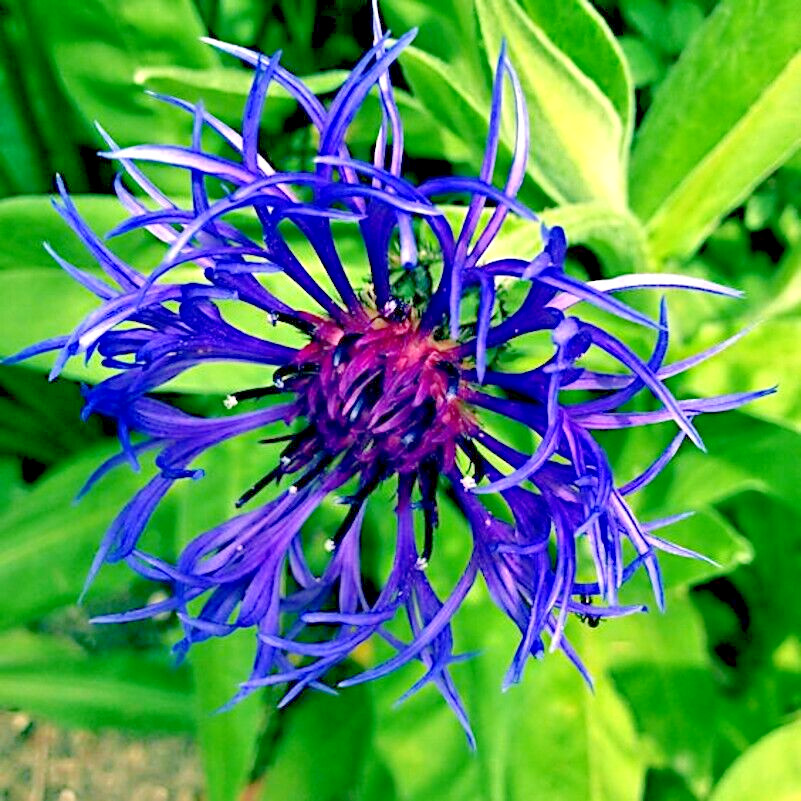 20 MOUNTAIN BLUE CORNFLOWER SEEDS PERENNIAL Centaurea montana Cold Hardy Plant