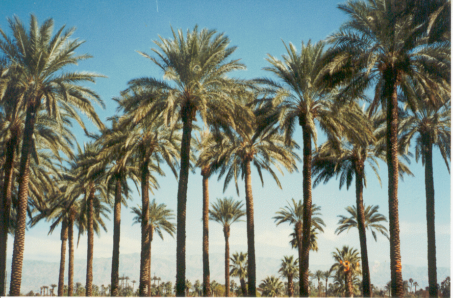 True Date Palm, Phoenix dactylifera, Tree Seeds (Showy, Edible, Evergreen)