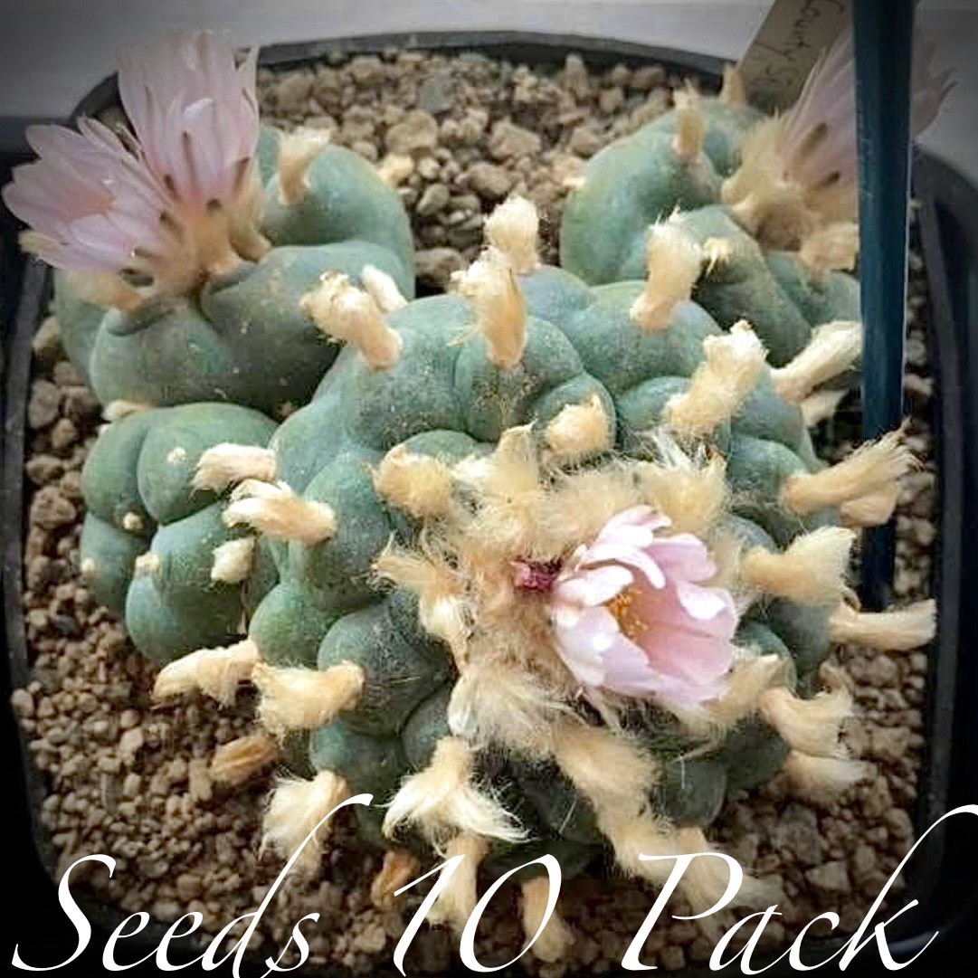 RARE SEEDS (10pk) L0ph…v. “STARR COUNTY” x10 (Ten) Cactus US SELLER