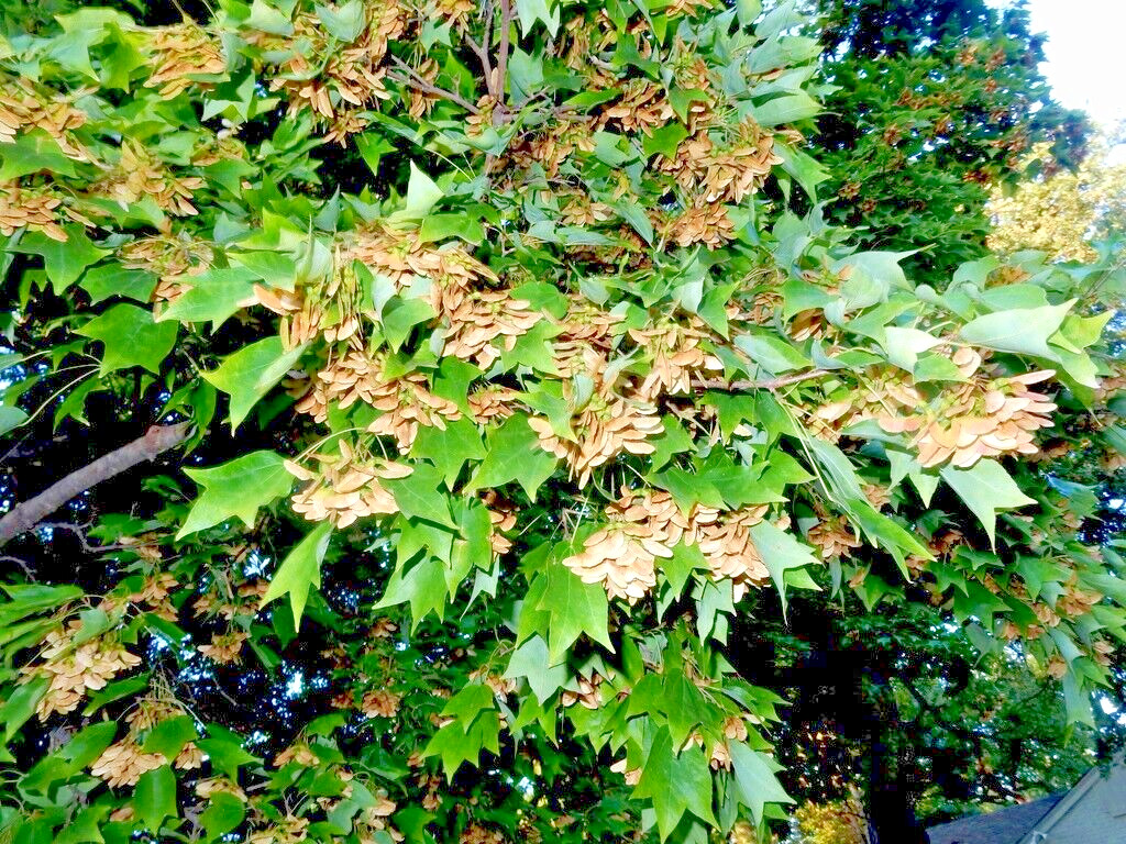 Trident Maple Tree | Premium Seeds | Acer buergerianum ‘Summer’ | Plants’®