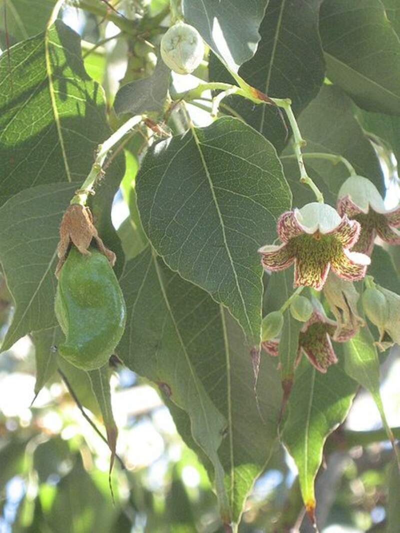 1-1000 PCS Bottletree Tree Seeds Brachychiton Populneus White Red Flower 0177