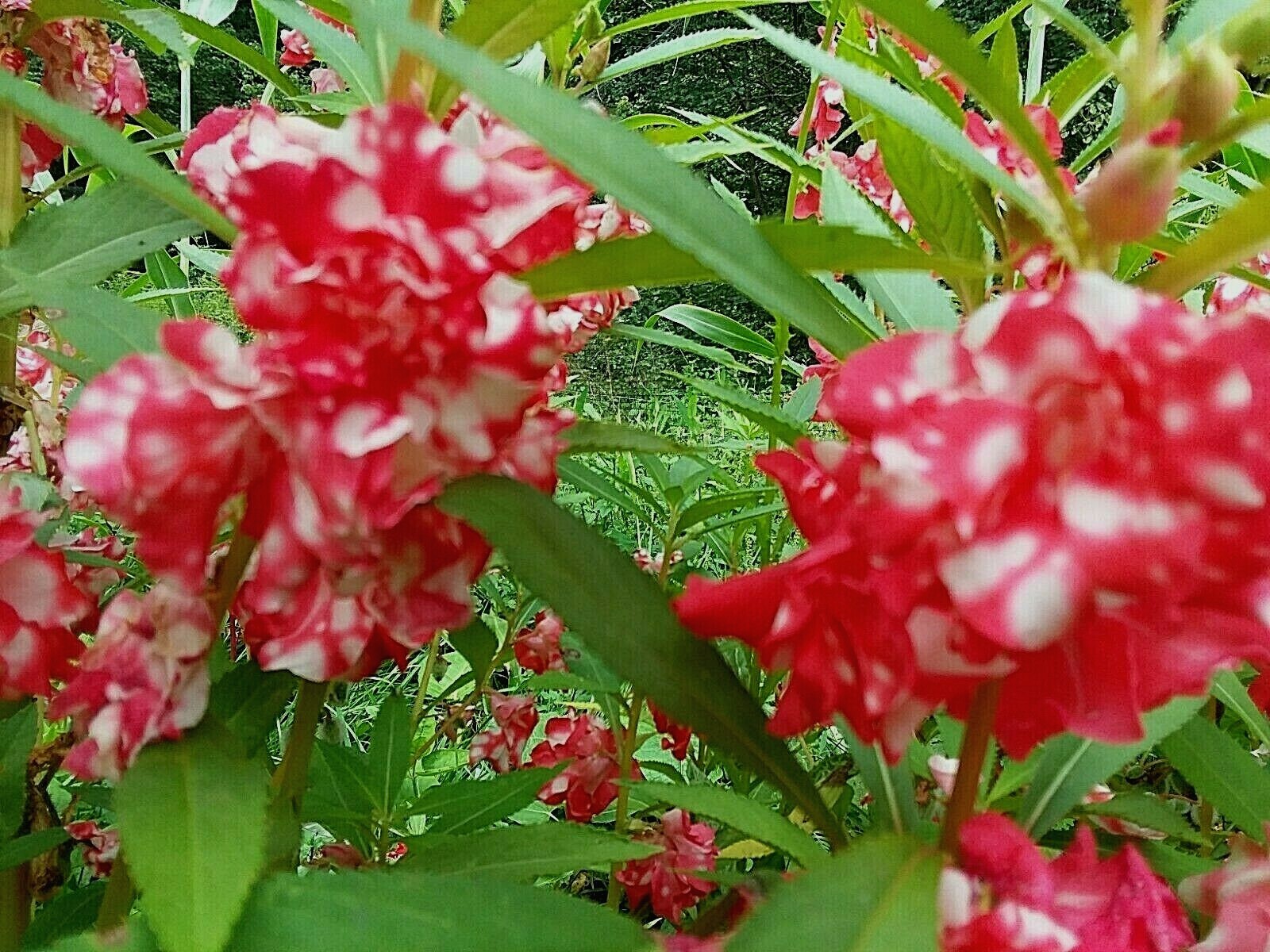 Peppermint Sticks Balsam -25 SEEDS- Beautiful Variegated Flowers Look Like Roses