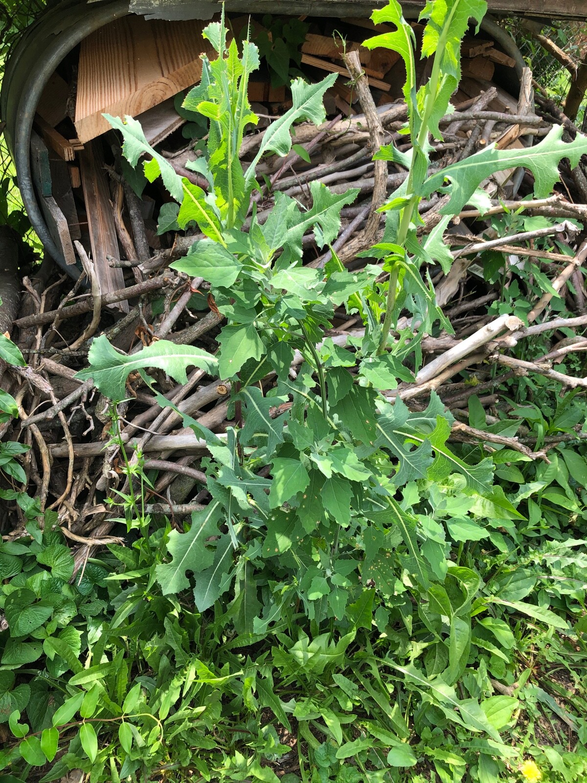 Wild Prickly Lettuce SEEDS Lactuca Serriola Medicinal*Pain/Withdrawal~100% Clean