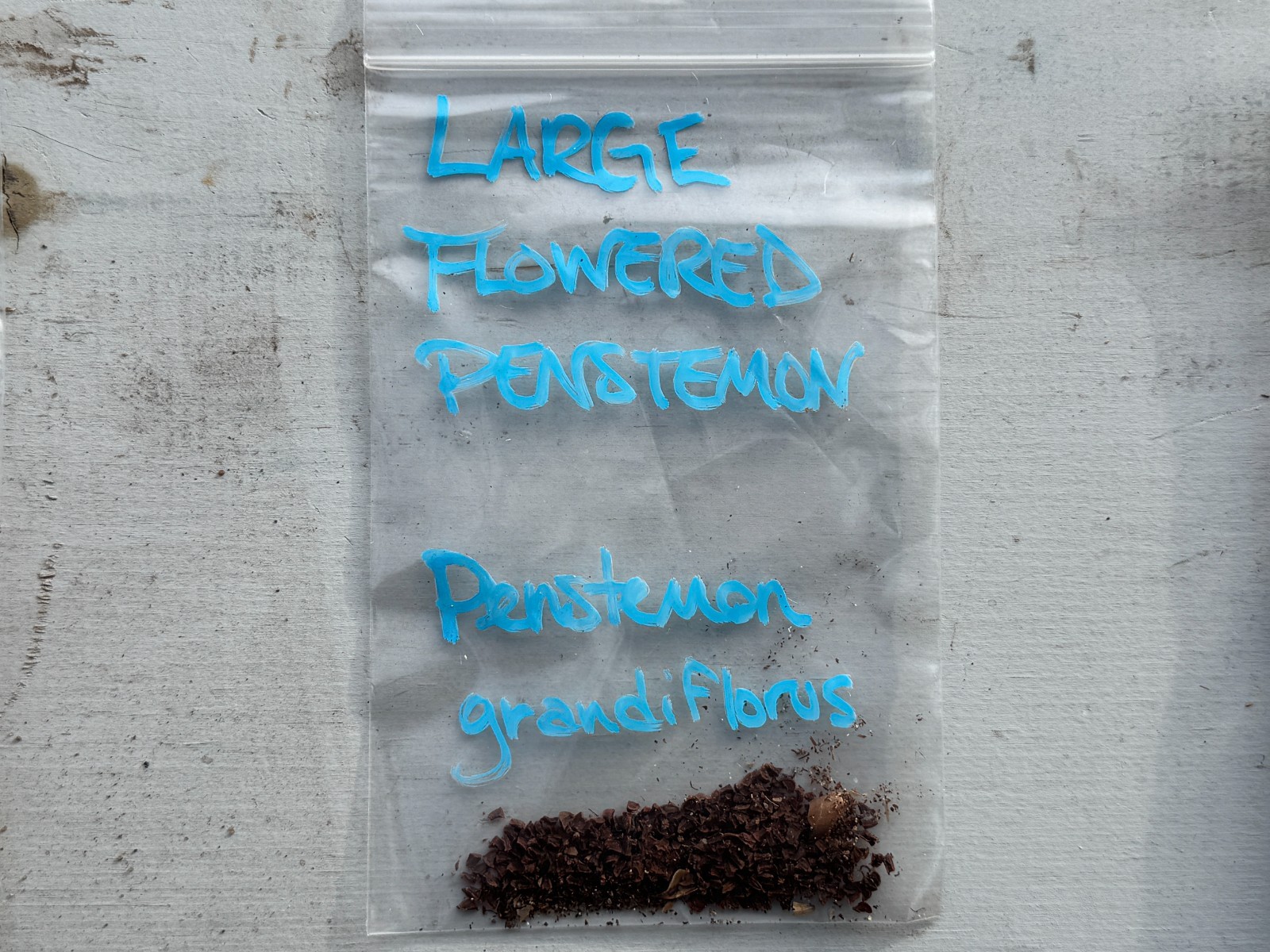 BULK SEEDS!…Penstemon grandiflorus…Large-Flowered Penstemon…QTY/bag=50