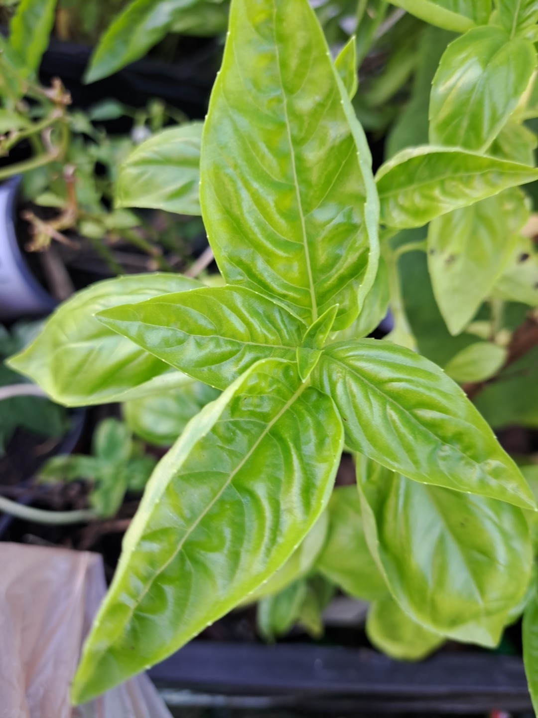 Italian Basil Seedlings, Total 12 Count Bareroots