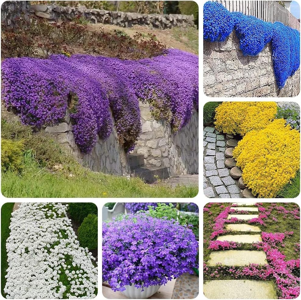 10000+ Mix Creeping Thyme Seeds Wild Creeping Thyme Seeds for Planting (Thymu…