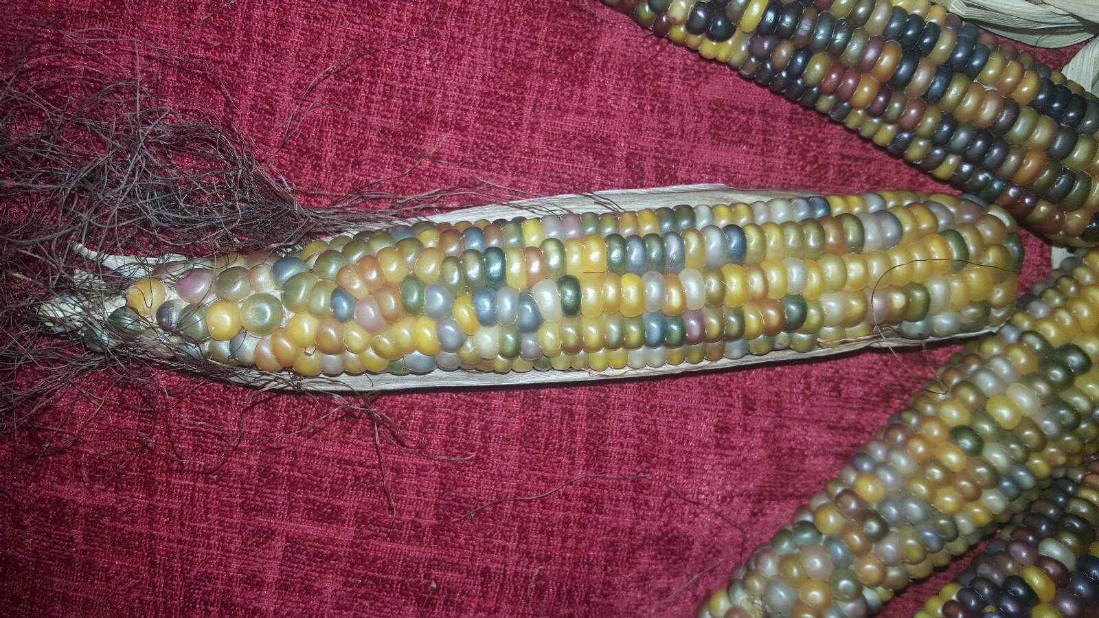 50 Cherokee Glass Gem Corn Seed, Kentucky Grown, USA, Non GMO 2019 crop.