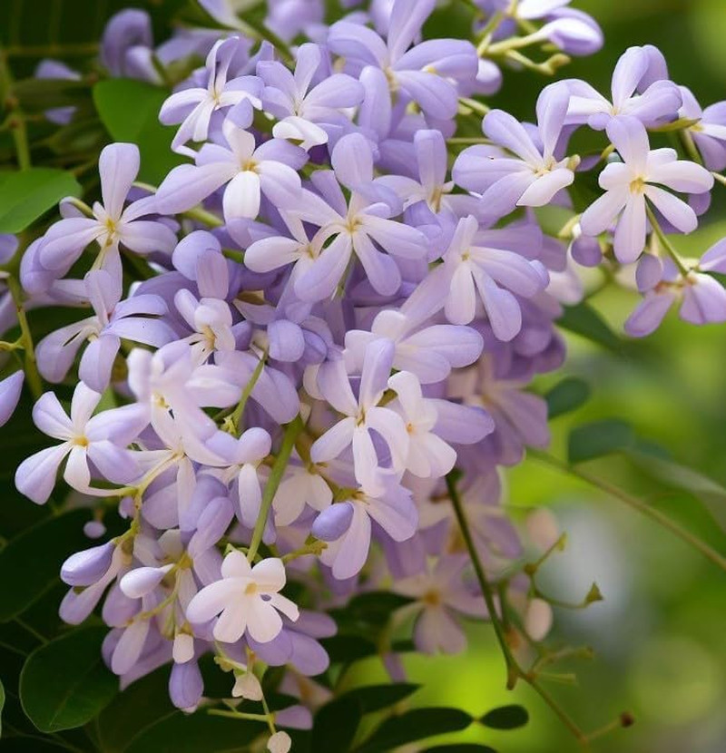 Melia Azedarach (China Berry, Bead Tree) Tree Seeds, Attractive Foliage, Fragran