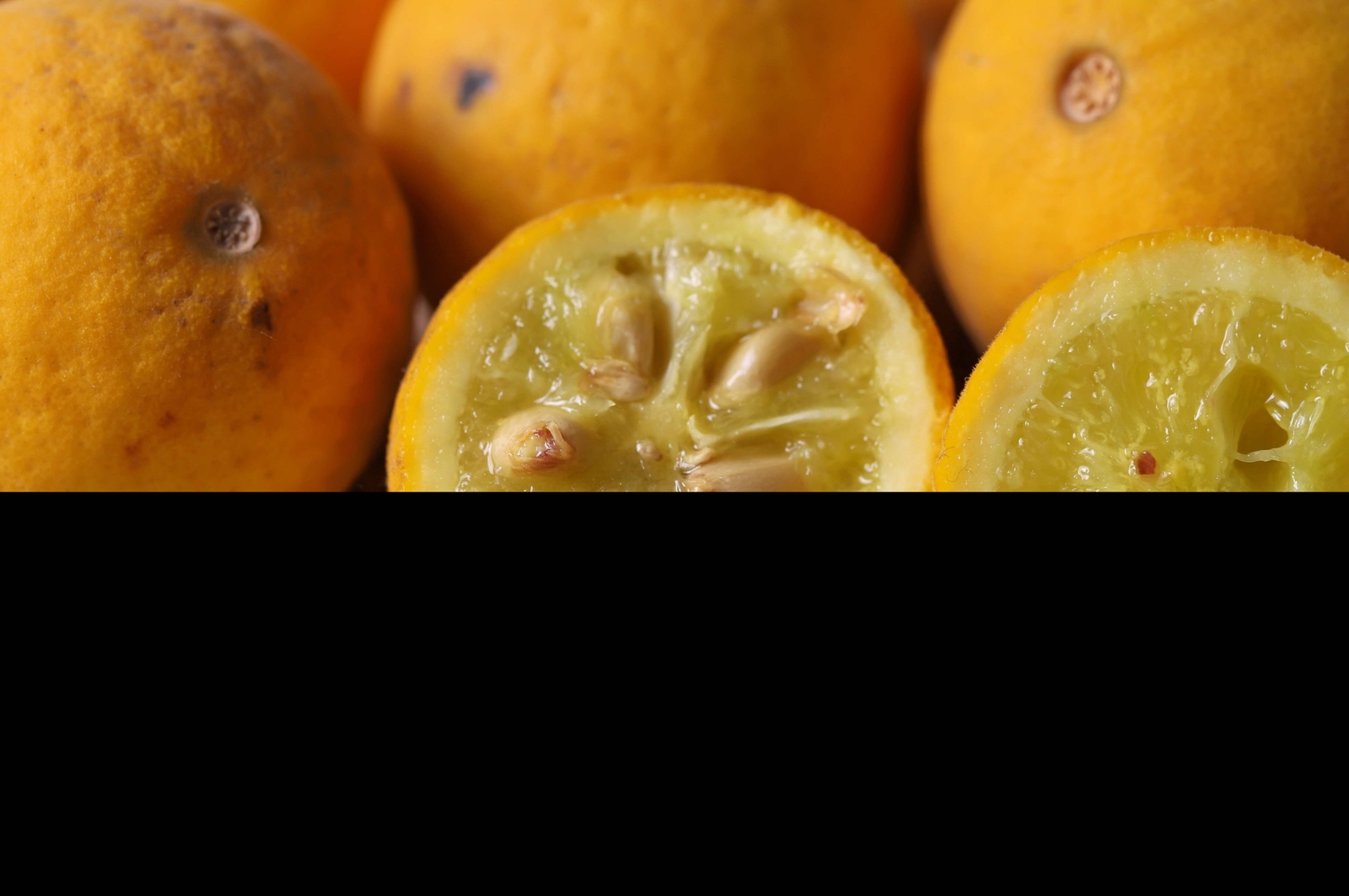 5 HARDY ORANGE TREE Trifoliate Citrus Trifoliata Poncirus Fruit Flower Seeds